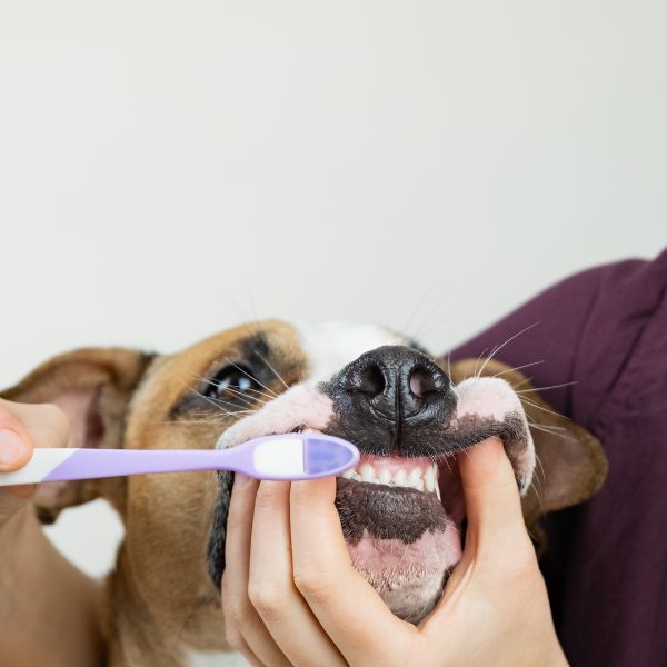Hygiène bucco-dentaire du chien ou du chat : ce qu'il faut savoir