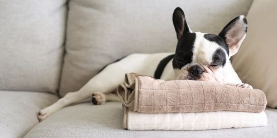 Accessoires de toiletage chien