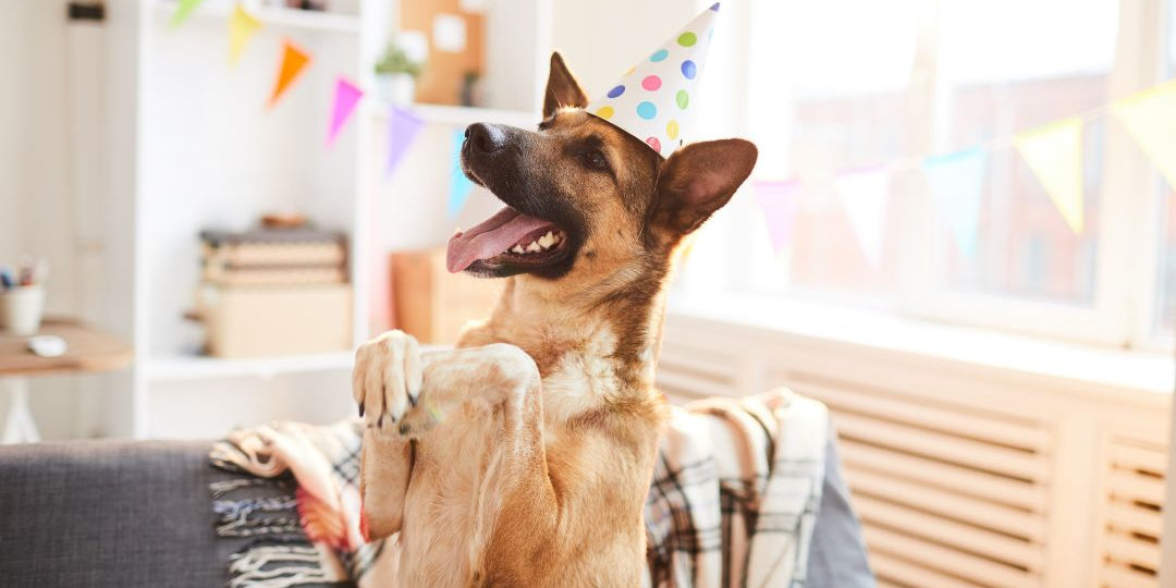 Carte cadeau inooko bannière anniverasire chien