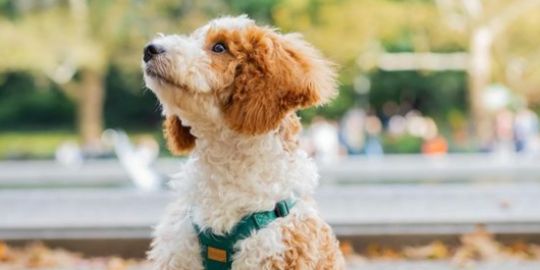 Accessoires pour balader son chiot