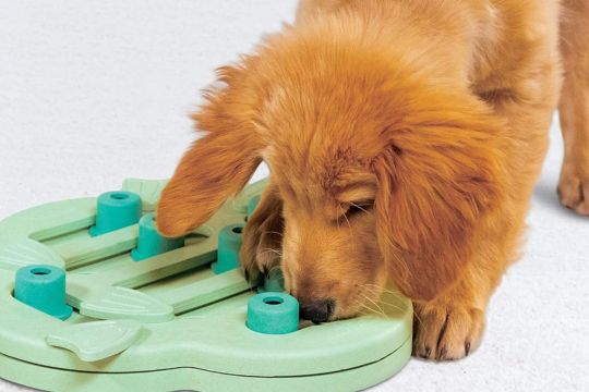 Jouet d'occupation pour chiot