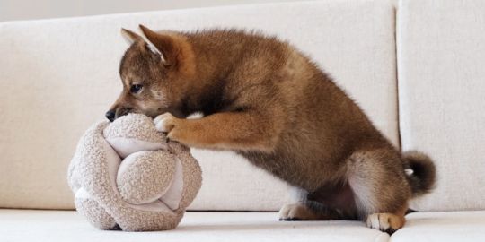 Notre sélection de jouets pour chiot