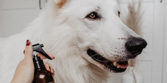 Lotion demelante chien