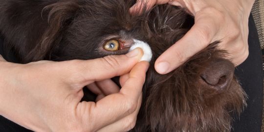Soins des yeux pour chien inooko