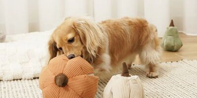 inooko - accessoires d'automne pour chiens et chats