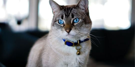 Collier et harnais pour chat - inooko