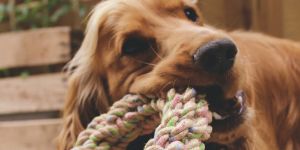 image-boutique-collection-jouets-en-corde-pour-chien-et-chat-300x150px