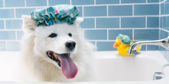 inooko - collection princesse