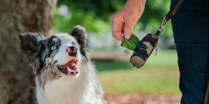 image-boutique-collection-sac-à-crottes-pour-chien-chat-300x150px