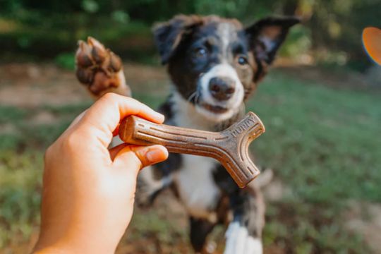 os à mâcher pour chiot