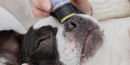 soins de la truffe et des coussinets pour chien