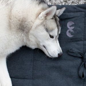 Accessoires chien inooko dormir
