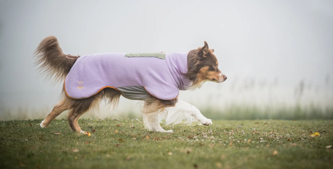 Bannière inooko - Boutique pour chien et chat - COllectio nautomne