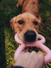 Beco-pets-jouet-a-tirer-tug-Tough-Tugger-resistant-rose