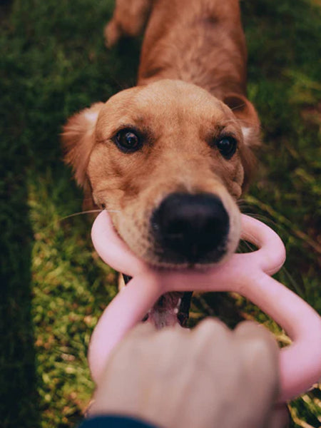 Beco-pets-jouet-a-tirer-tug-Tough-Tugger-resistant-rose