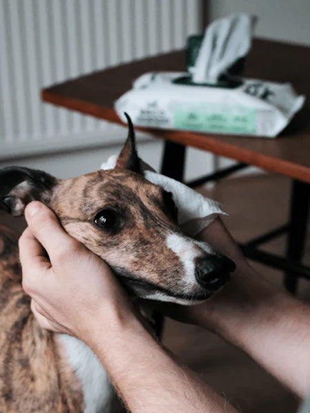 Becopets-lingettes-bambou-eco-friendly-ecologique-pour-chien-sans-parfum