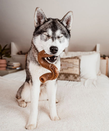 Benebone-jouet-a-macher-pour-chien-beef-tripe