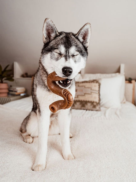 Benebone-jouet-a-macher-pour-chien-beef-tripe