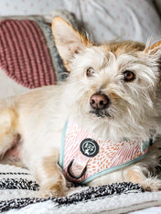 Analyzing image     Bop-Pop-Pets-harnais-ajustable-zoe