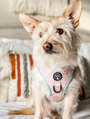 Analyzing image     Bop-Pop-Pets-harnais-ajustable-zoe