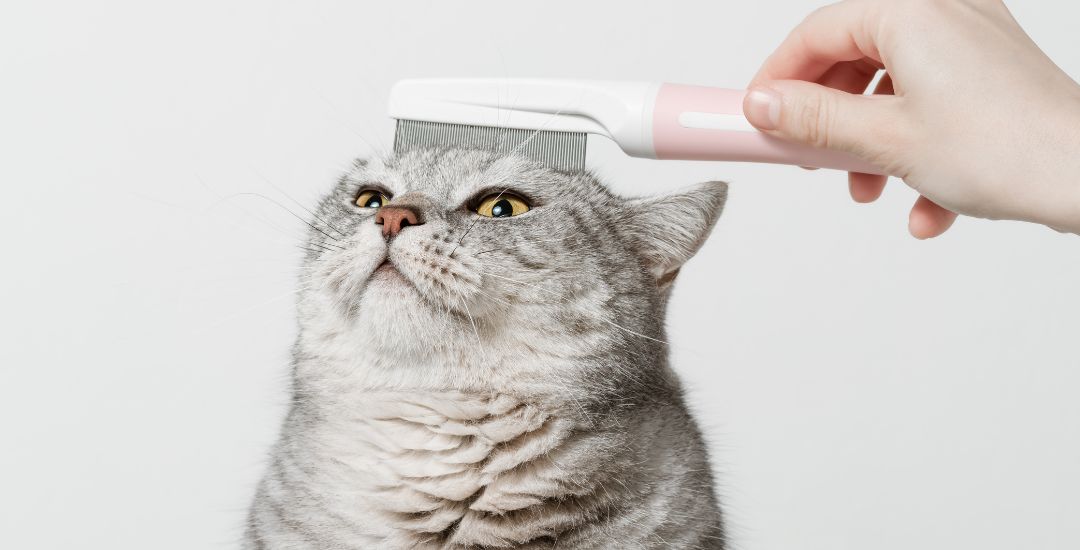 Brosses pour chat bannière inooko