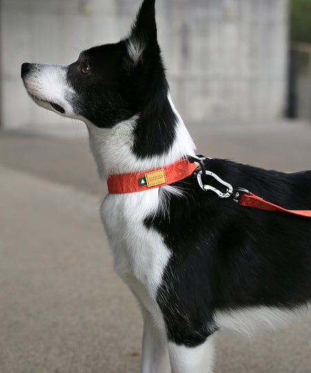 Charlie_s-Backyard-collier-pour-chien-TOWN-BASIC-orange