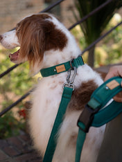 Charlie_s-Backyard-laisse-ajustable-pour-chien-town-vert