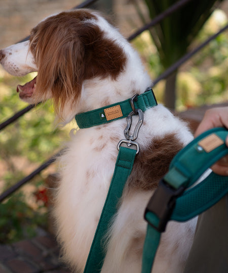 Charlie_s-Backyard-laisse-ajustable-pour-chien-town-vert