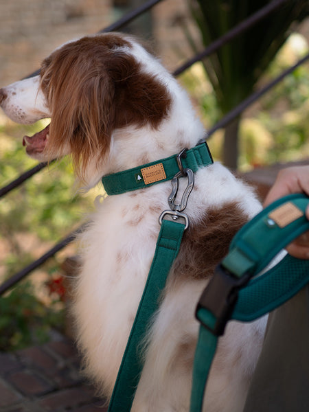 Charlie_s-Backyard-laisse-ajustable-pour-chien-town-vert