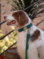 Charlie_s-Backyard-laisse-ajustable-pour-chien-town-vert