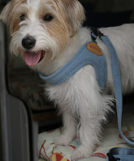 Charlie_s-Backyard-harnais-roy-pour-chien-bleu