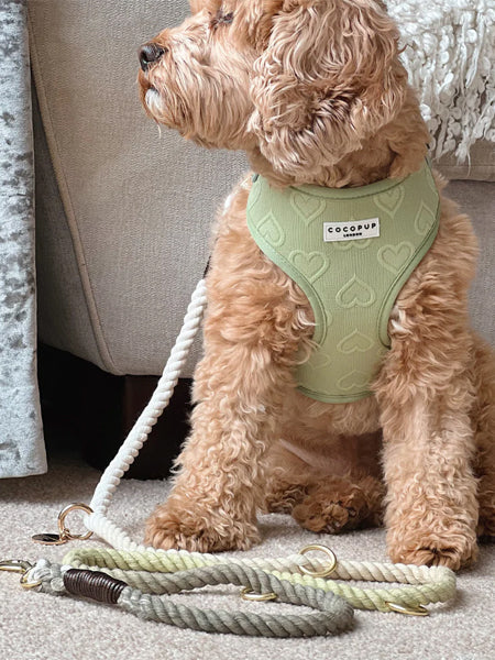 Cocopup-london-laisse-ajustable-corde-vert-pistache