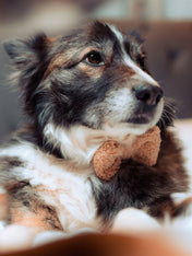 Cocopup-london-noeud-papillon-chien-teddy-beige