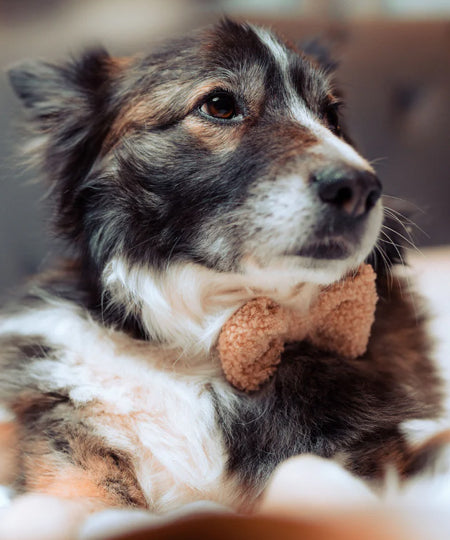 Cocopup-london-noeud-papillon-chien-teddy-beige
