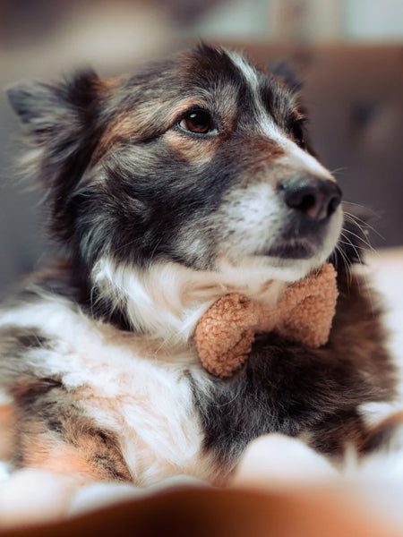 Cocopup-london-noeud-papillon-chien-teddy-beige