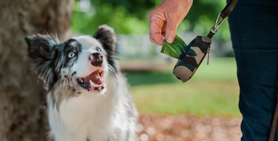 Collection-sortir-accessoires-solide-oriCollection-sortir-accessoires-solide-original-pour-balader-pochette-PLAY-sac-crottes-1080x550pxginal-pour-balader-pochette-PLAY-sac-crottes-1450x450px