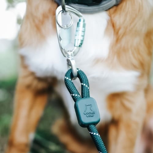 Collection-sortir-accessoires-solide-original-pour-balader-son-chien-laisse-woolly-wolf-500x500px
