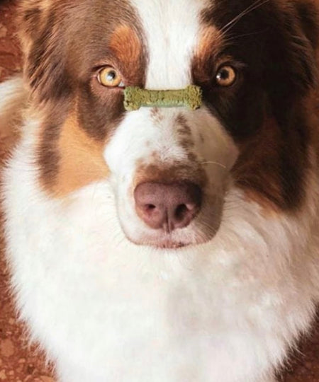 Cookas-Cookies-Friandises-naturelles-saines-chien-chiot-ACORES-EMERALD