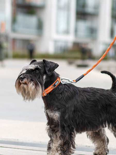 DOG-Copenhagen-collier-pour-chien-resistant-Urban-Style-Collar-orange