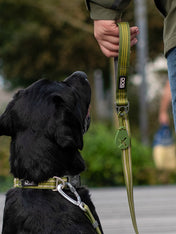 DOG-Copenhagen-collier-pour-chien-resistant-Urban-Style-Collar-vert