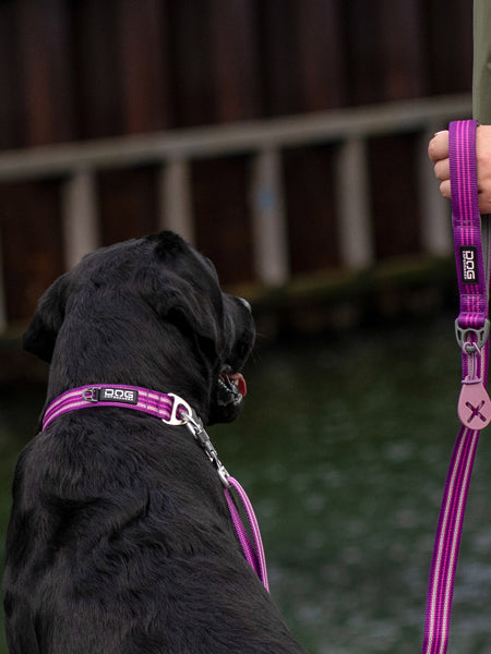 DOG-Copenhagen-collier-pour-chien-resistant-Urban-Style-Collar-violet