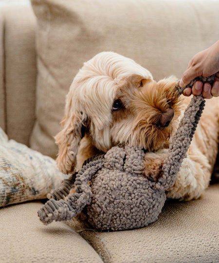 District70-peluche-fouille-pour-chien-SQUID