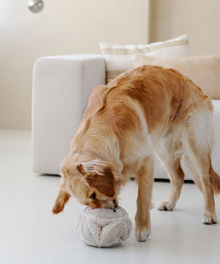 District70-peluche-fouille-pour-chien-bobby