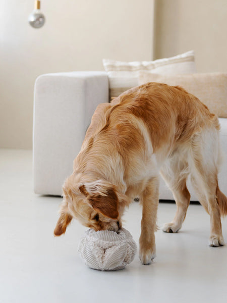 District70-peluche-fouille-pour-chien-bobby