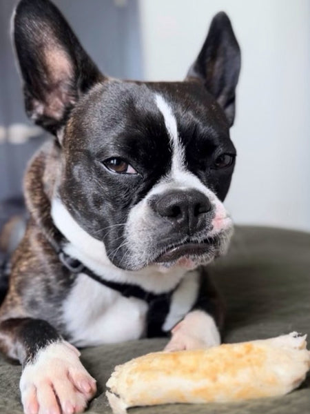 Earth-animal-friandises-naturelles-de-mastication-pour-chien-no-hide