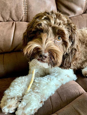 Earth-animal-friandises-naturelles-de-mastication-pour-petit-chien-no-hide-stix