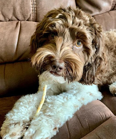 Earth-animal-friandises-naturelles-de-mastication-pour-petit-chien-no-hide-stix