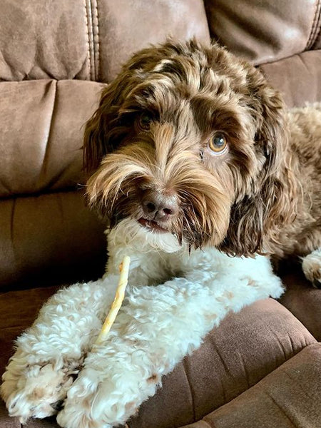 Earth-animal-friandises-naturelles-de-mastication-pour-petit-chien-no-hide-stix