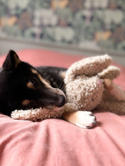 Fringe-petshop-peluche-design-chien-289657-bunny