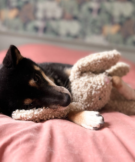 Fringe-petshop-peluche-design-chien-289657-bunny